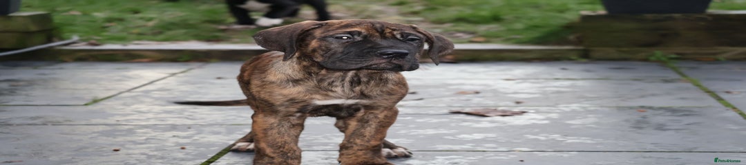 Presa Canario Puppy 2
