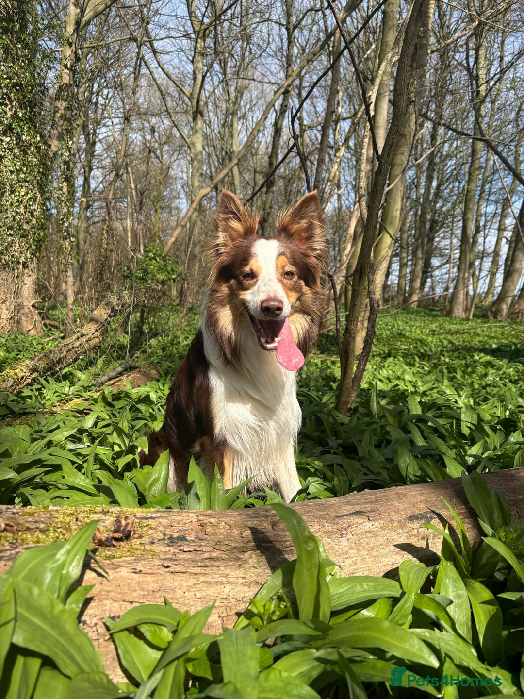 Border Collie dogs for stud: KC Border Collie for stud in Mansfield - Advert 5