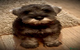Miniature Schnauzer dogs for sale: Fully Vaccinated Beautiful Pepper & Salt babies - Image 1