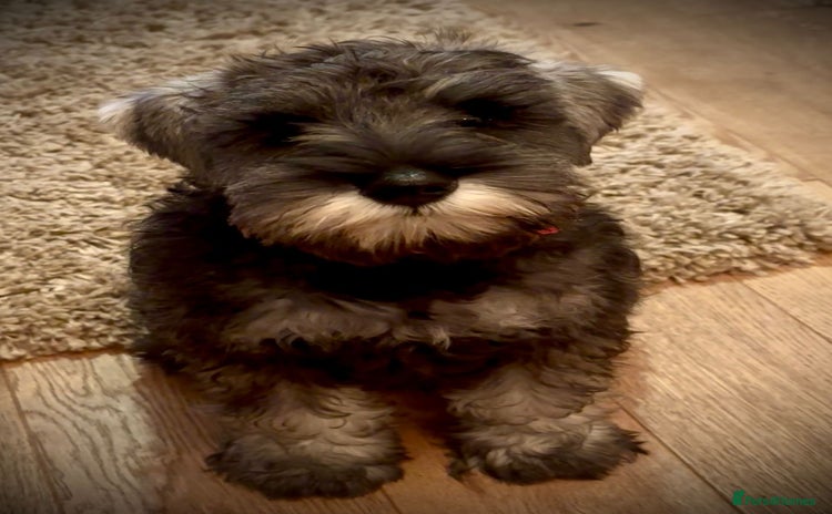 Miniature Schnauzer dogs - Advert 1