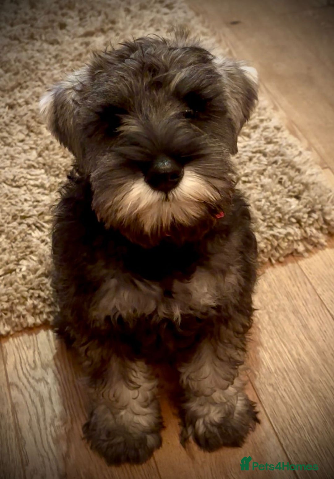 Miniature Schnauzer dogs for sale: Fully Vaccinated Beautiful Pepper & Salt babies - Image 1