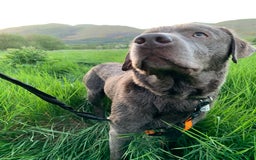 Labrador Retriever dogs for sale: Silver Labrador Retriever - Image 2