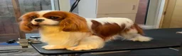 Cavalier King Charles Spaniel dogs for stud: KC Registered Health Tested Proven Stud Dog  - Advert 1