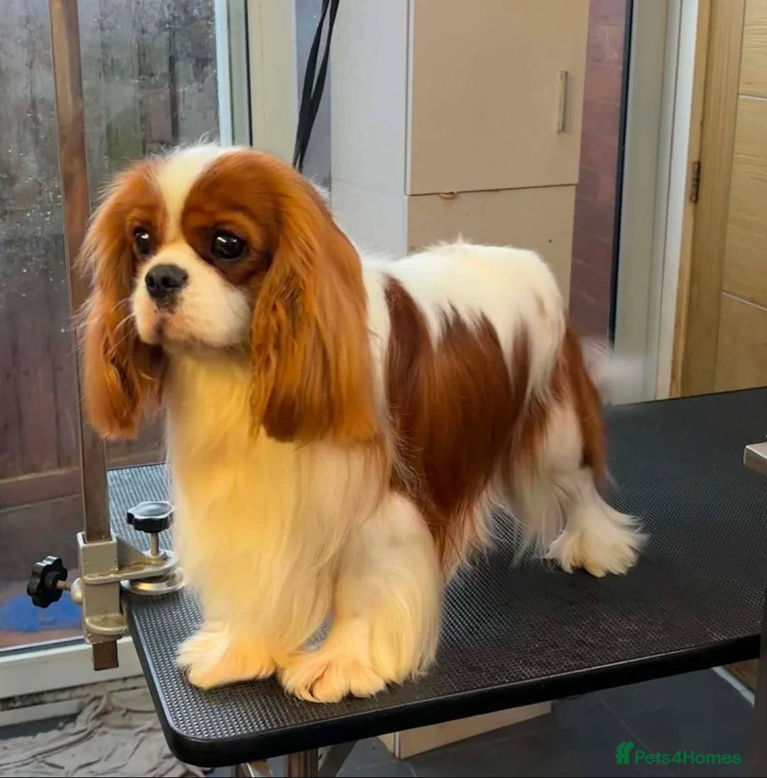 Cavalier King Charles Spaniel dogs for stud: KC Registered Health Tested Proven Stud Dog  - Advert 1