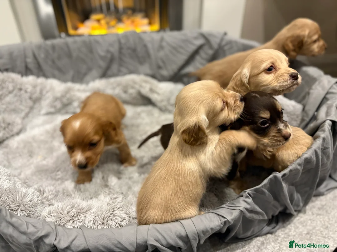 Cockapoo dogs for sale: F1 cockapoo - Advert 6