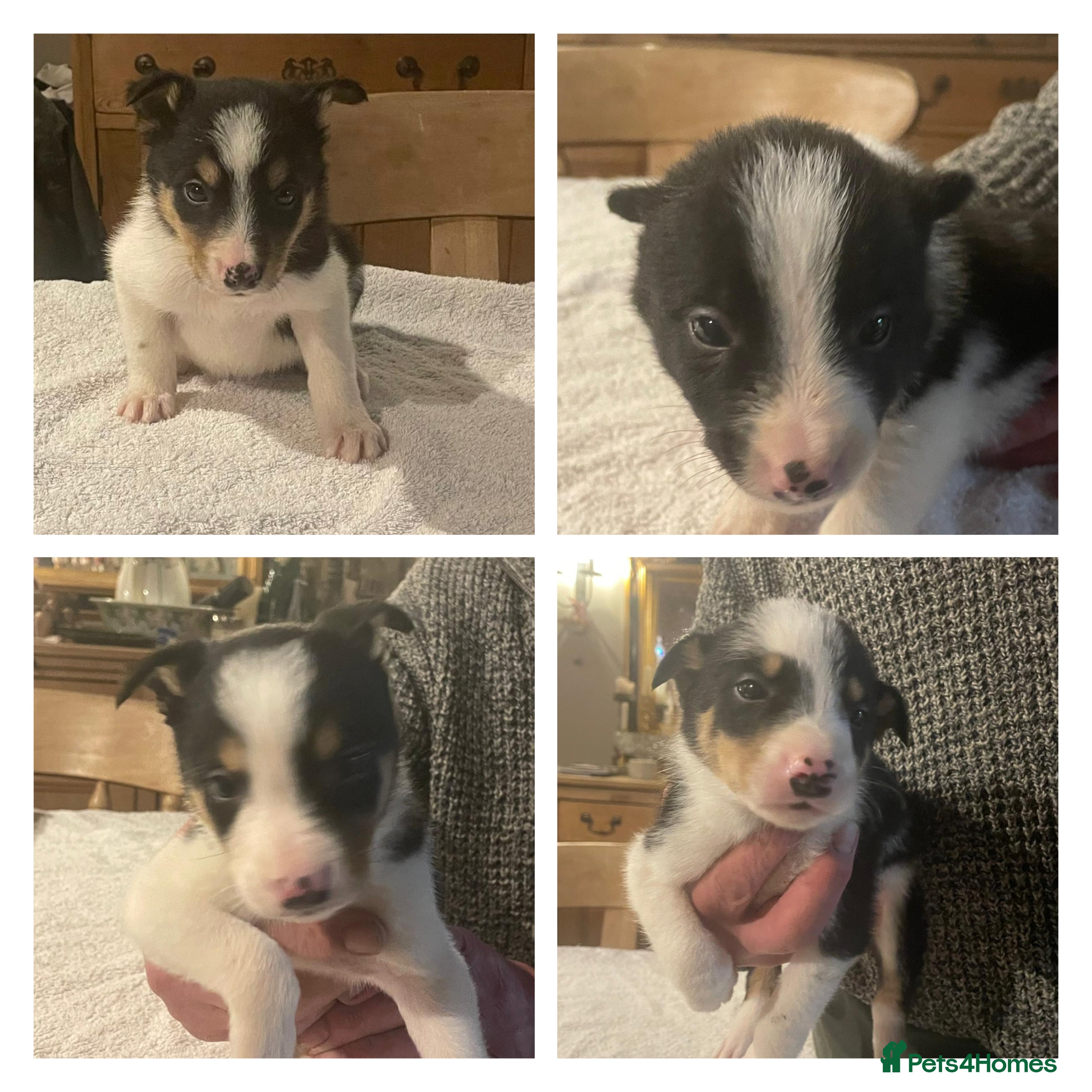 Border Collie dogs Border collie puppies for sale.  - Advert 4