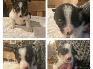 Border Collie dogs Border collie puppies for sale. - Advert 14