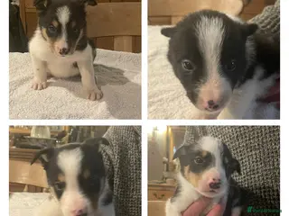 Border Collie dogs Border collie puppies for sale. - Advert 5