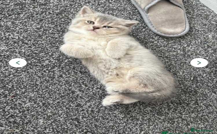 Brazilian Shorthair cats - Advert 1
