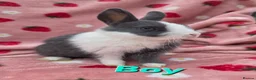 Mixed Breed rabbits for sale: Ready Now☆ plush mini lion lop bunnies  - Advert 8