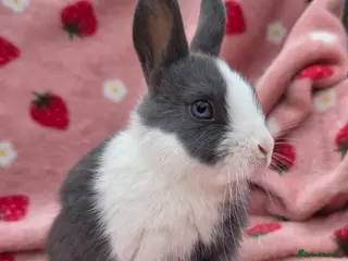 Mixed Breed rabbits Ready Now☆ last 4 left ☆ mini lion lop bunnies - Advert 1