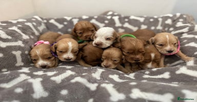 Cocker Spaniel dogs - Advert 6