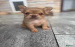 French Bulldog dogs for sale: Fluffy French Bulldogs/DNA Tested Parents  - Image 11