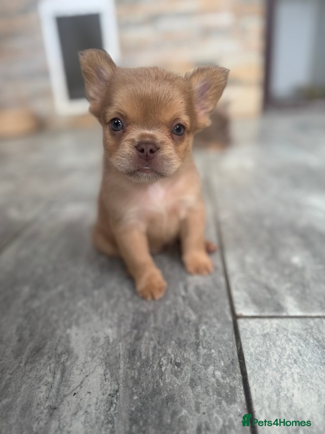 French Bulldog dogs for sale: Fluffy French Bulldogs/DNA Tested Parents  - Image 11