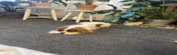 Cavalier King Charles Spaniel dogs for sale: Coco cavalier King Charles  - Advert 8