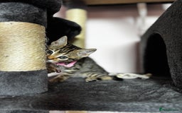 Bengal cats for sale: 🐆✨[REDUCED TO CLEAR!!] LAST THREE PURE BENGAL’S❤️ - Image 25