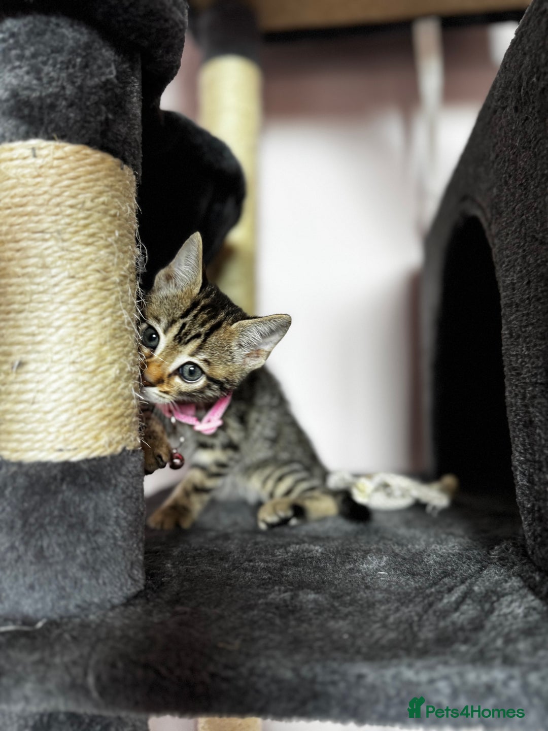 Bengal cats for sale: 🐆✨[REDUCED TO CLEAR!!] LAST THREE PURE BENGAL’S❤️ - Image 25