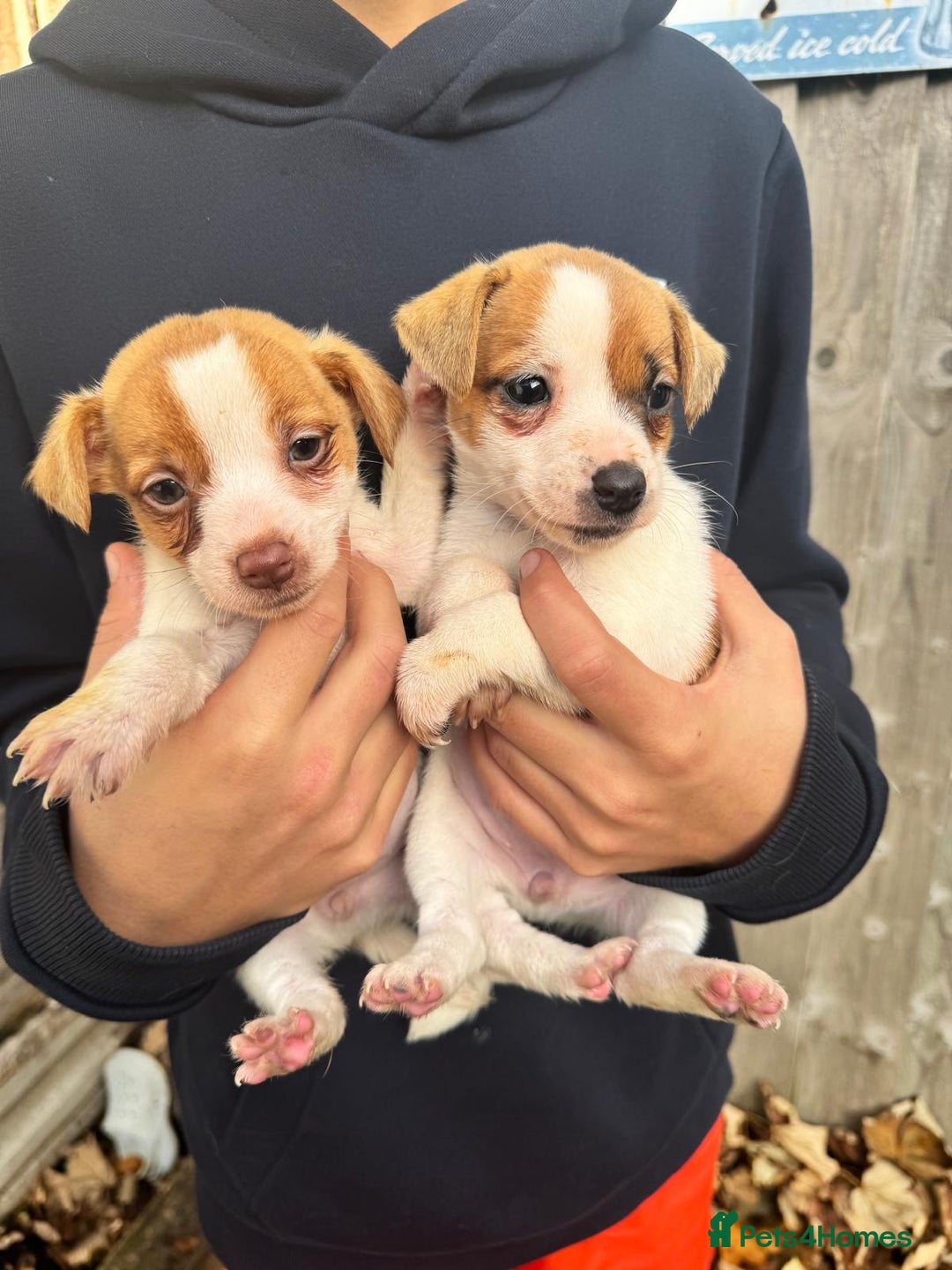 Jack Russell dogs for sale: Jack Russell terriers  - Image 1
