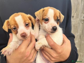 Jack Russell dogs - Advert 32