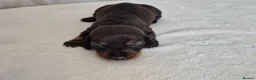 Miniature Dachshund dogs for sale: 🤎 Gorgeous Daxies_Mini Dachshunds 🤎 - Advert 6