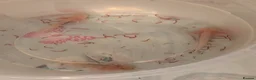 Axolotl reptiles for sale: Beautiful hypo baby Axolotls available last few  - Advert 34