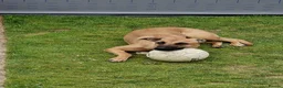 Mixed Breed dogs for sale: Belgian malinois/ greyhound  - Advert 3