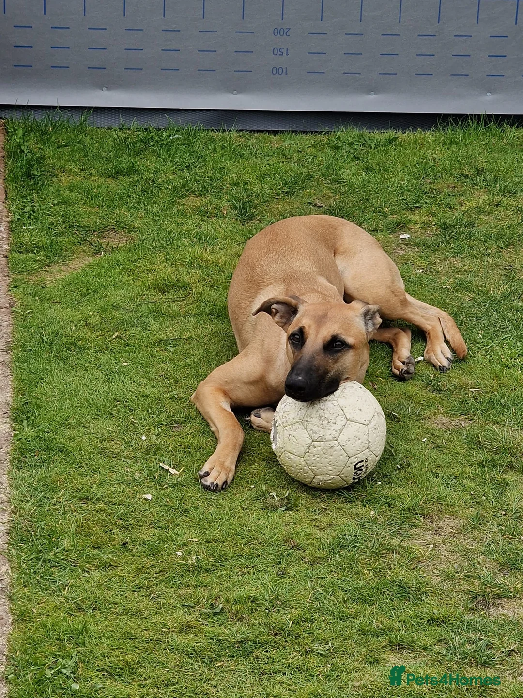 Mixed Breed dogs for sale: Belgian malinois/ greyhound  - Advert 3