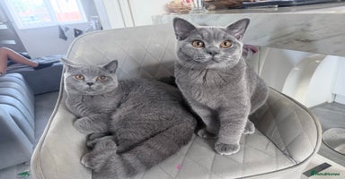 British Shorthair cats in Lincoln - Advert 4