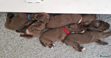 Cocker Spaniel dogs - Advert 12