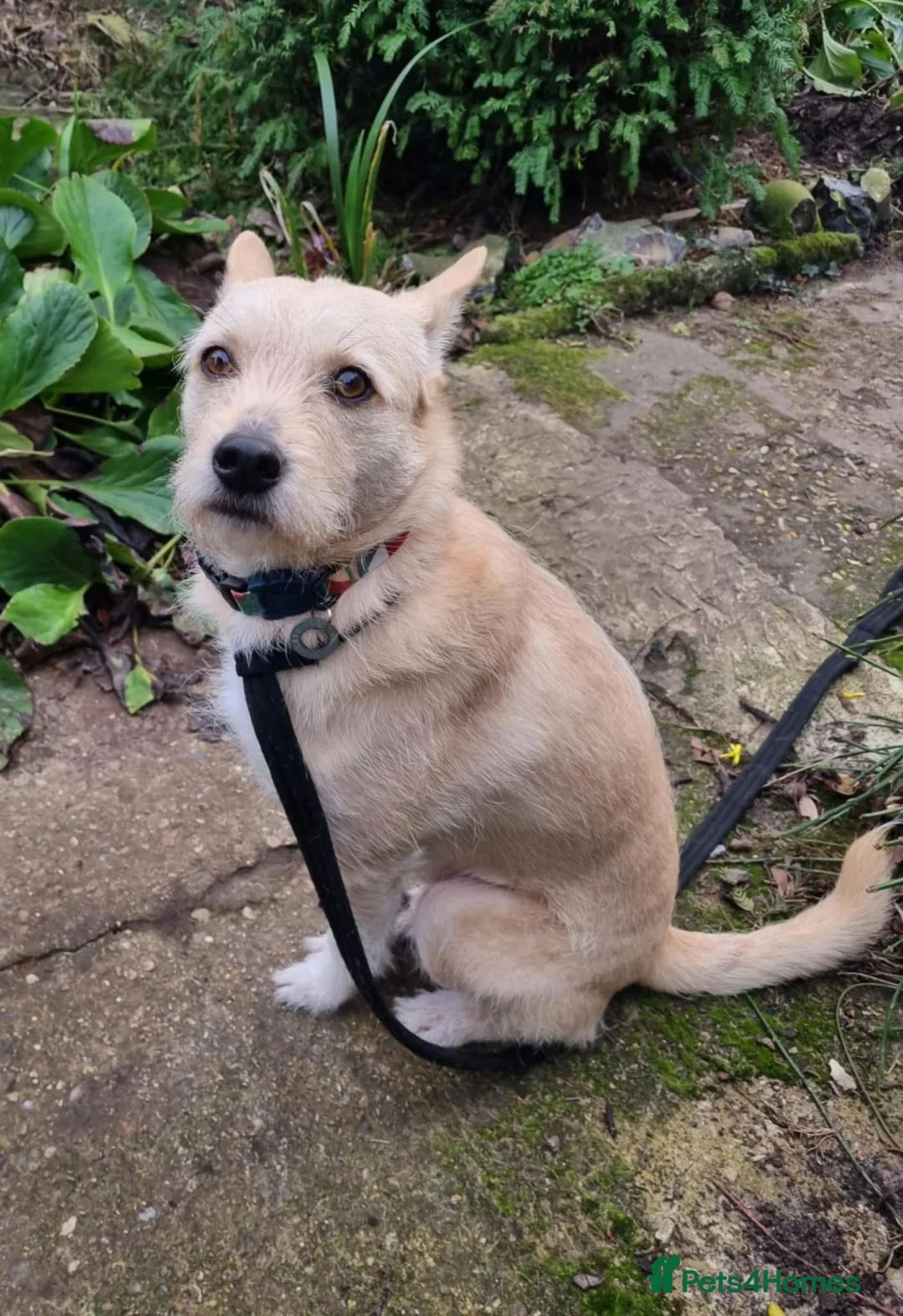 Mixed Breed dogs for adoption: Val - Norwich Norfolk  in Norwich - Advert 8