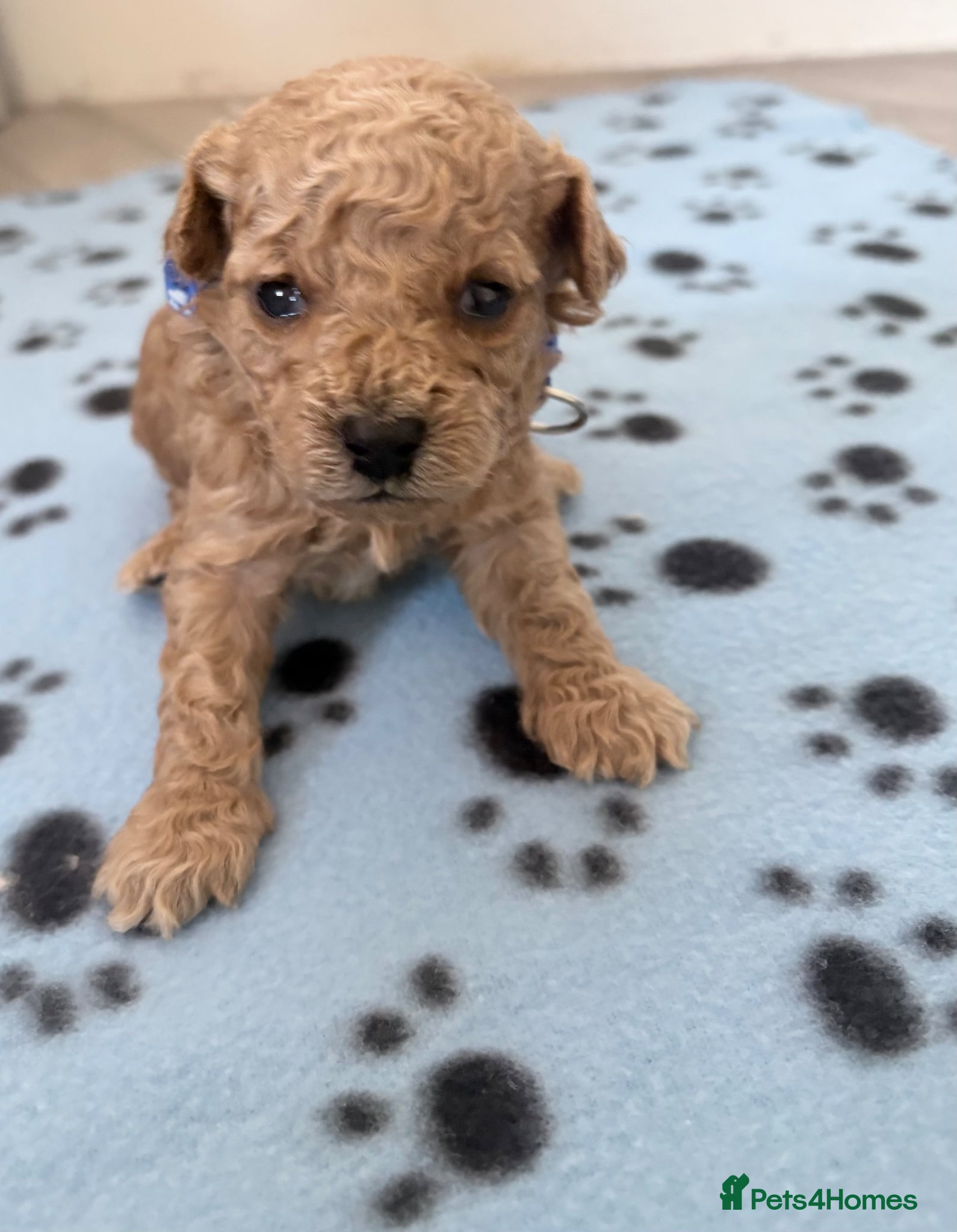 Cavapoo dogs Luxury toy cavapoo  - Advert 10