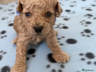 Cavapoo dogs Luxury toy cavapoo - Advert 4