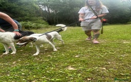 Mixed Breed dogs for adoption: Eddie - Norwich Norfolk  - Image 11