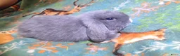Mini Lop rabbits for sale: Baby Mini Lops - Advert 28