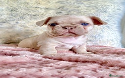 French Bulldog dogs for sale: French Bulldog gorgeous puppies - Image 7