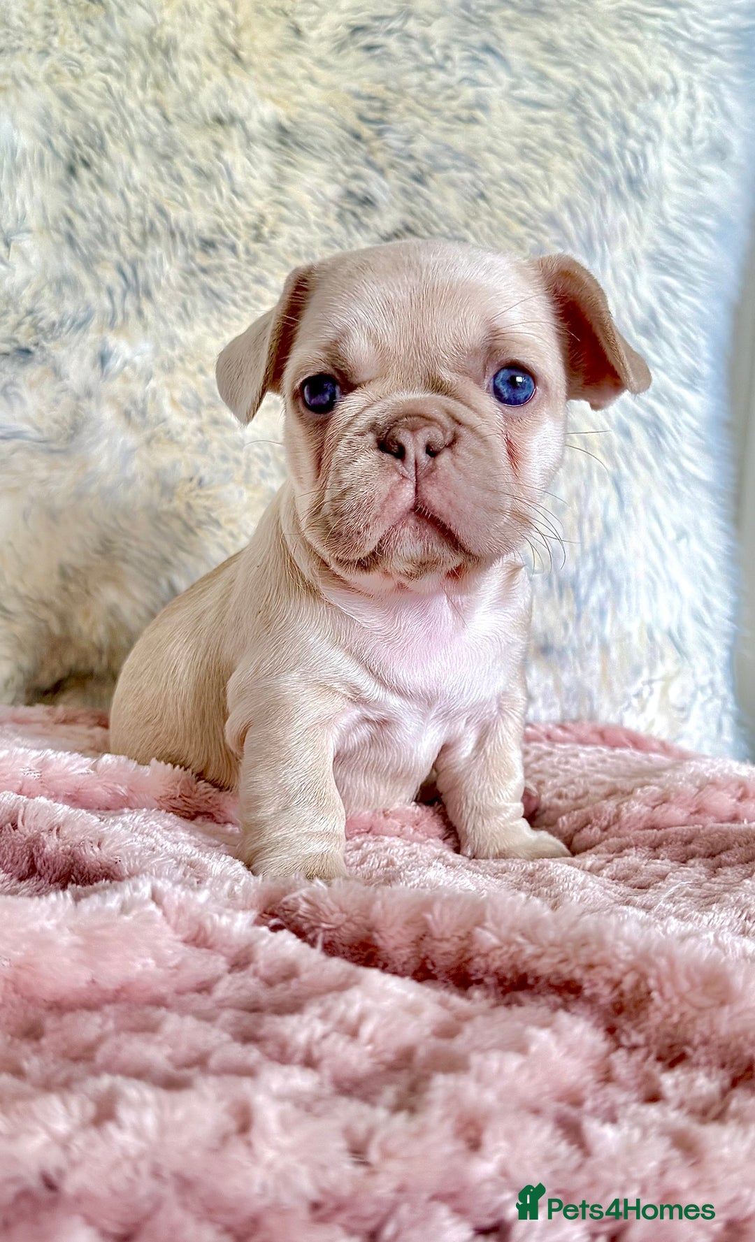 French Bulldog dogs for sale: French Bulldog gorgeous puppies - Image 7