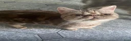 Exotic cats for sale: Beautiful Exotic Female Kitten 🤎 - Advert 3