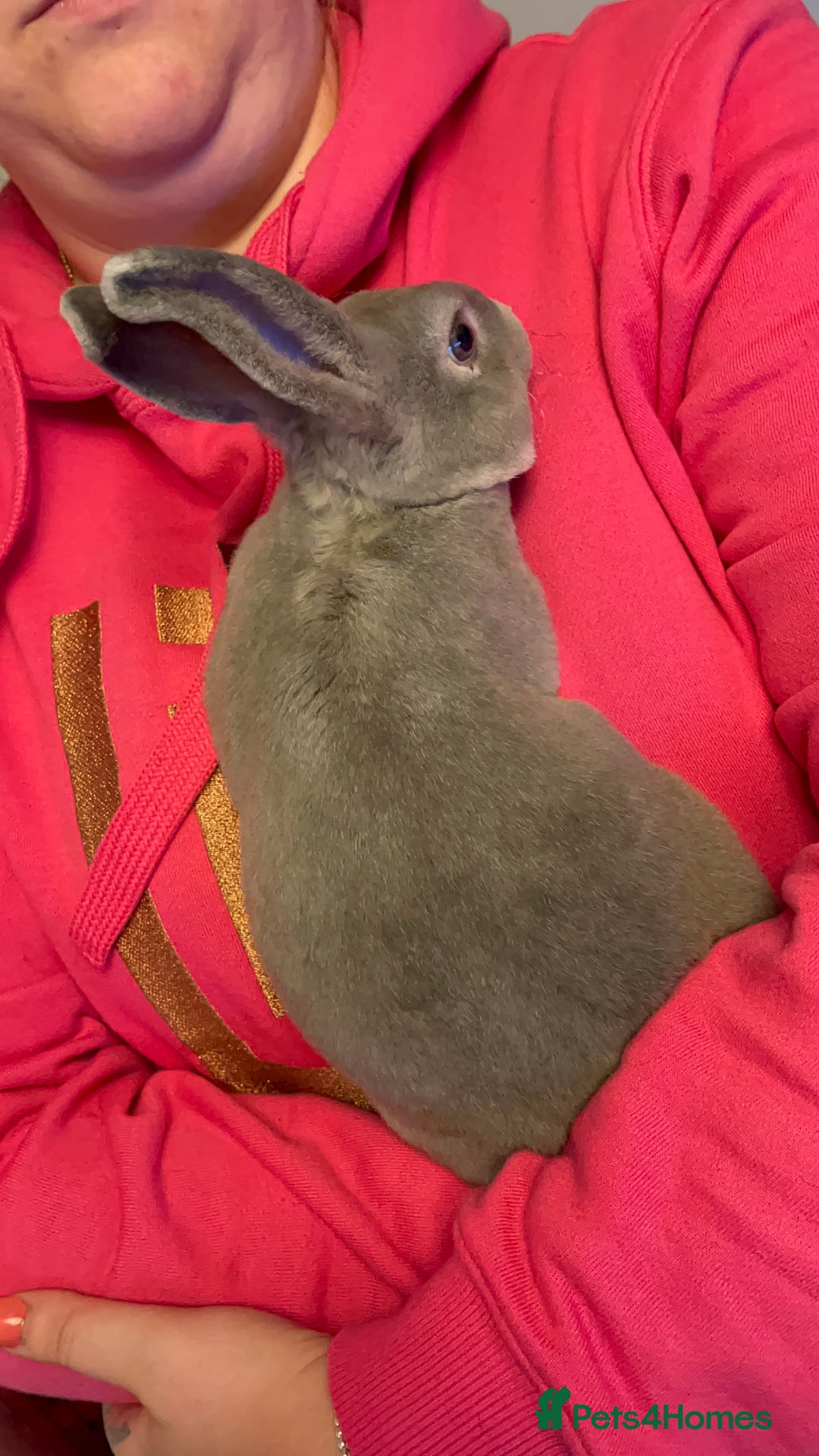 Mixed Breed rabbits for sale: Male and female neutered rabbits - Advert 7