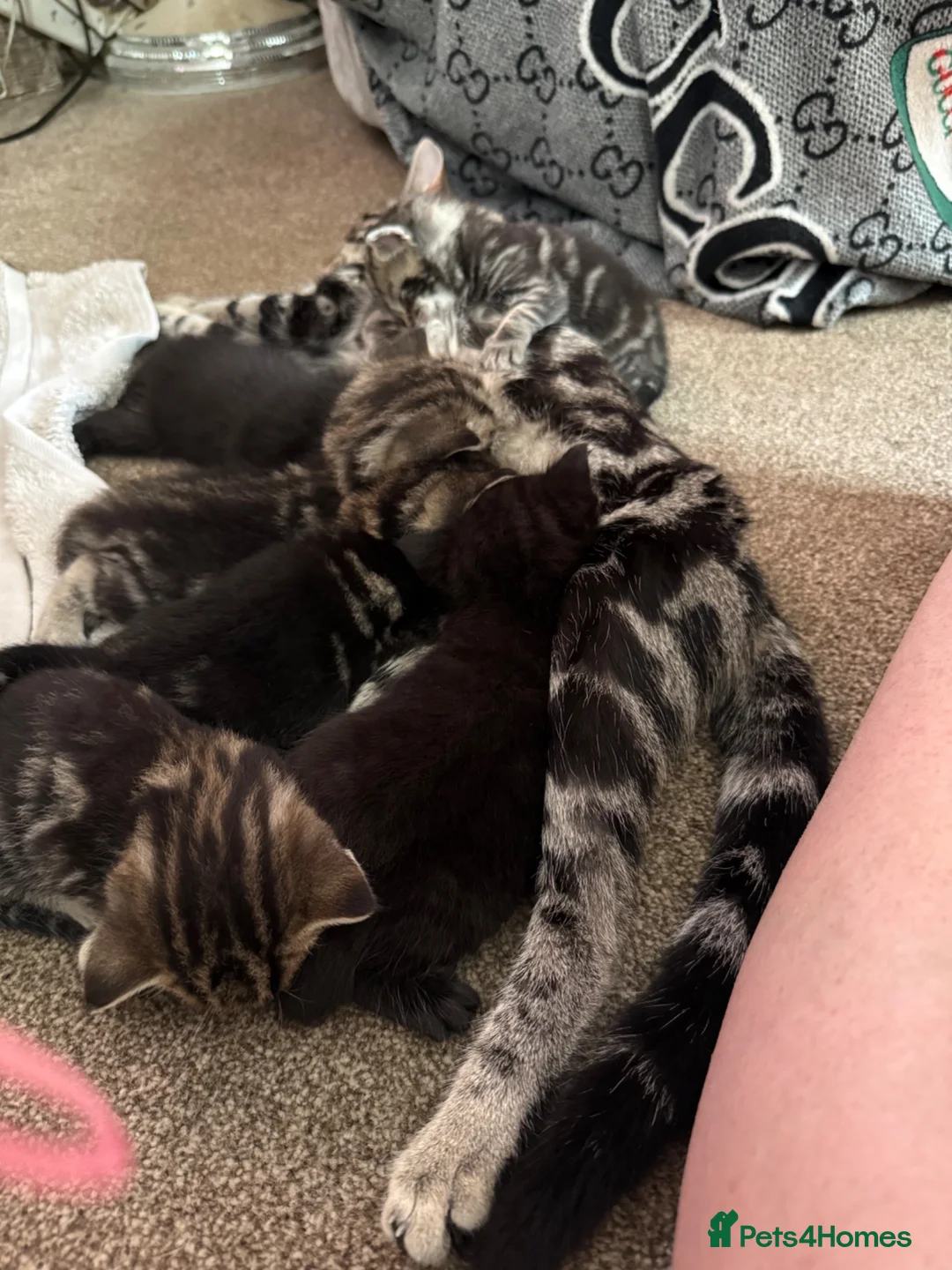 Mixed Breed cats for sale: Beautiful kittens  in Braintree - Advert 1