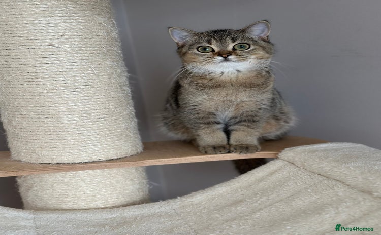 British Shorthair cats for sale - Advert 1