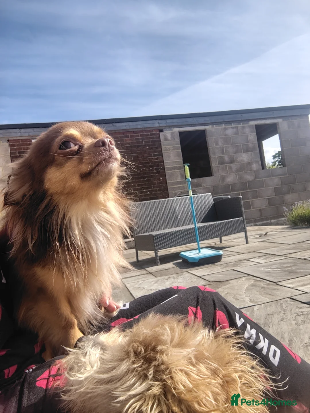 Chihuahua dogs for stud: Kc registered chocolate and tan long haired stud - Advert 4