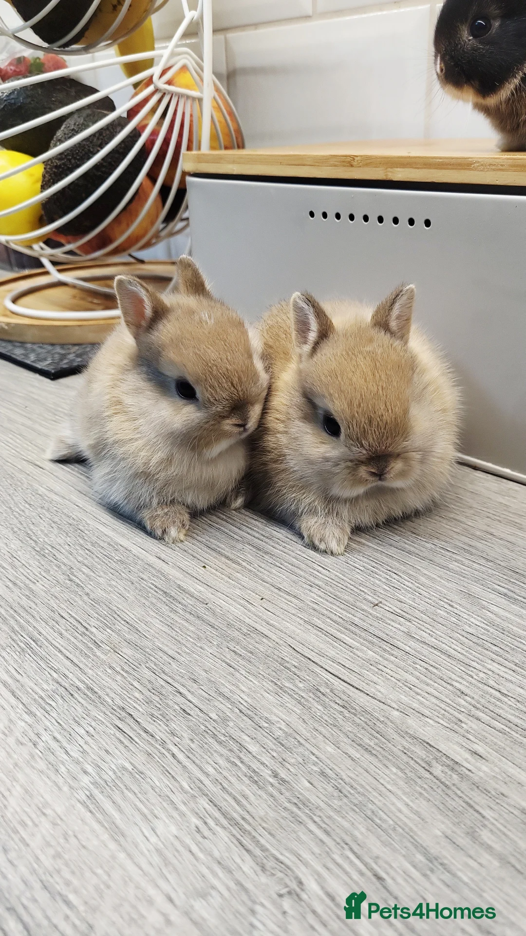 Netherland Dwarf rabbits for sale: Hi all my bunny they are reserved now  - Advert 2