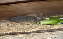 Netherland Dwarf rabbits for sale: Netherland dwarf does - Image 4