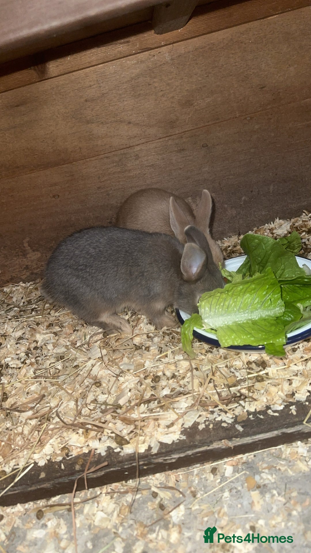 Netherland Dwarf rabbits for sale: Netherland dwarf does - Image 4