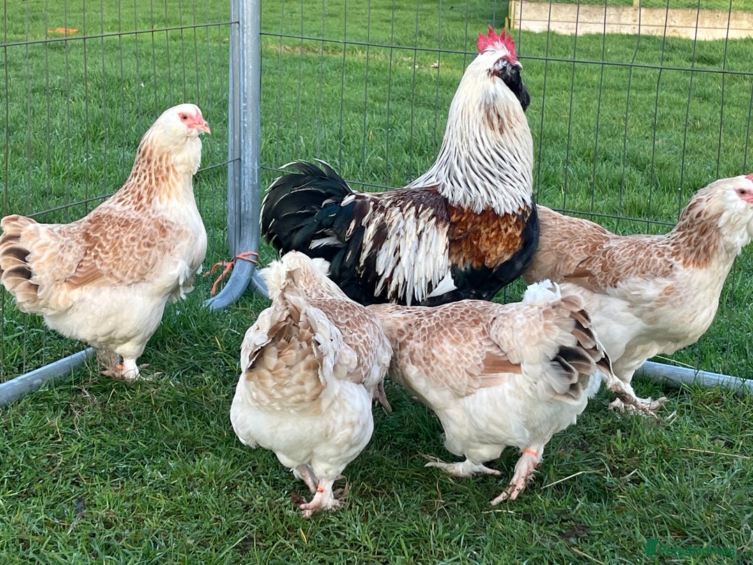 Chickens poultry for sale: Various breeds of chickens - Advert 3