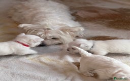 West Highland Terrier dogs for sale: KC West Highland Terrier - Image 11