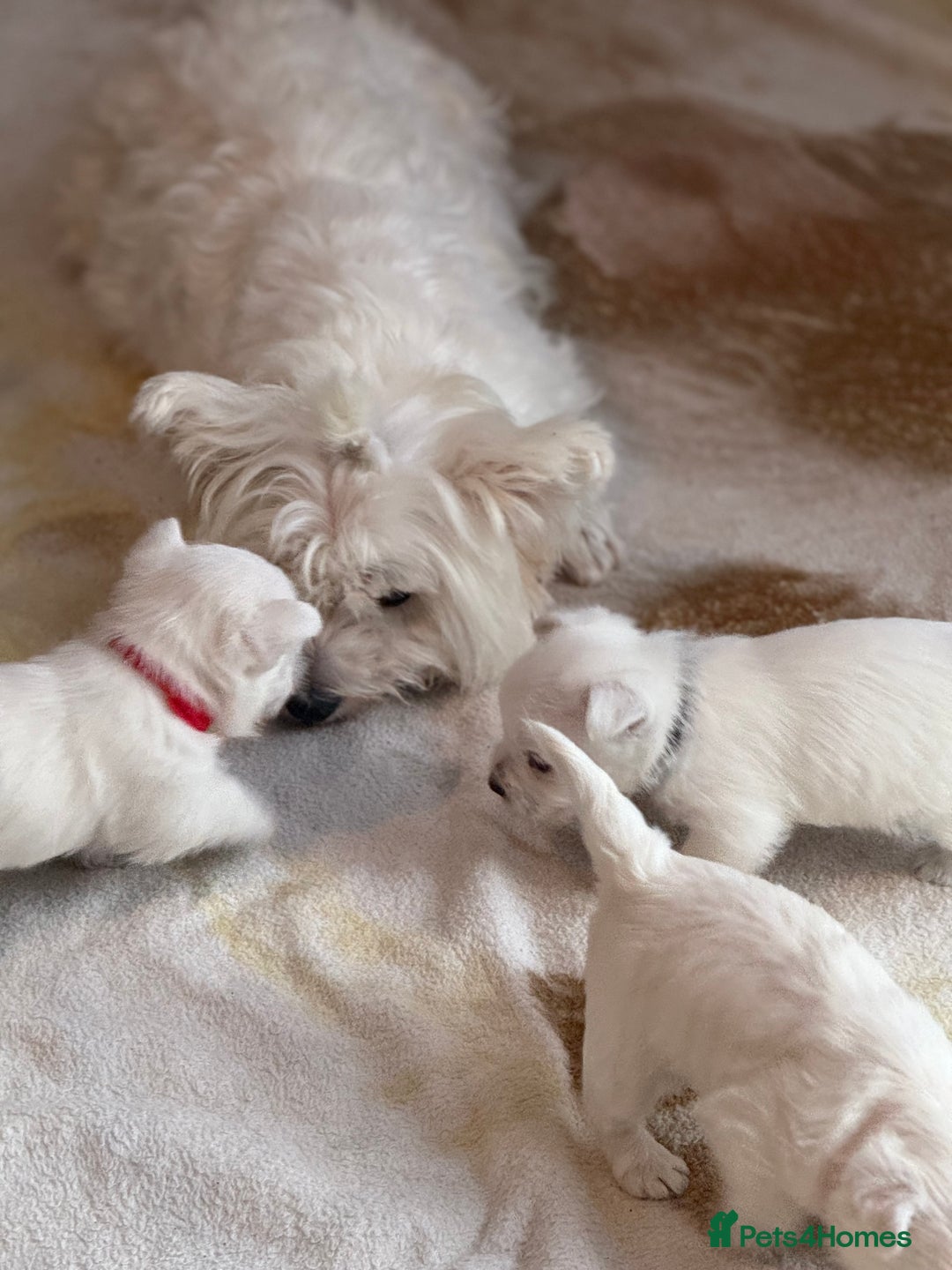West Highland Terrier dogs for sale: KC West Highland Terrier - Image 11