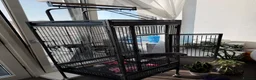 Parrots birds for sale: Hand Reared African Grey Baby - Advert 2