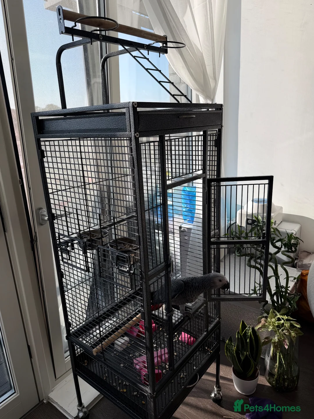 Parrots birds for sale: Hand Reared African Grey Baby - Advert 2