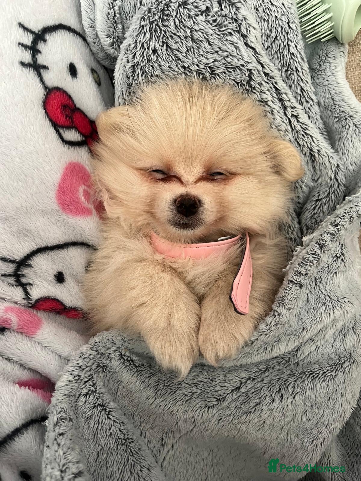Pomeranian dogs Last little girl looking for her forever home  - Advert 6